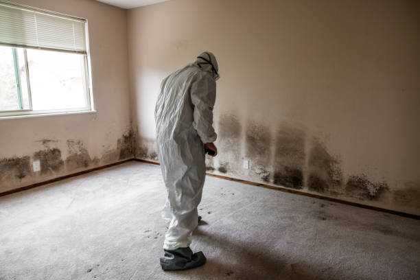 Best Bathroom Mold Remediation in East Quogue, NY